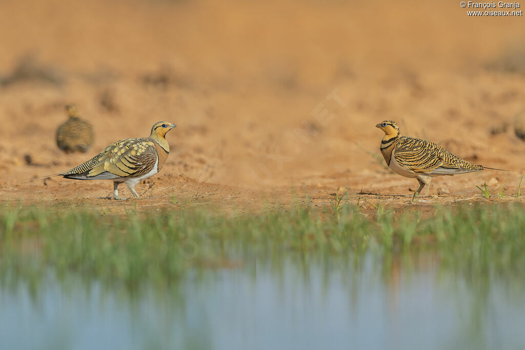 Pin-tailed Sandgrouseadult