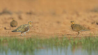 Pin-tailed Sandgrouse