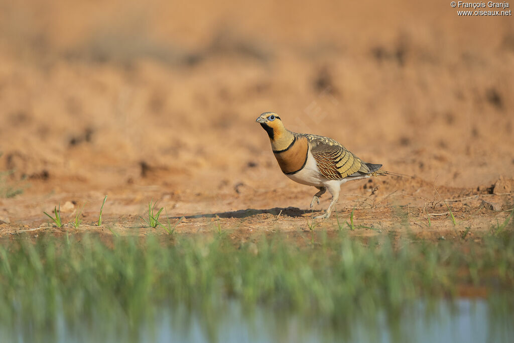 Pin-tailed Sandgrouse male