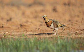 Pin-tailed Sandgrouse