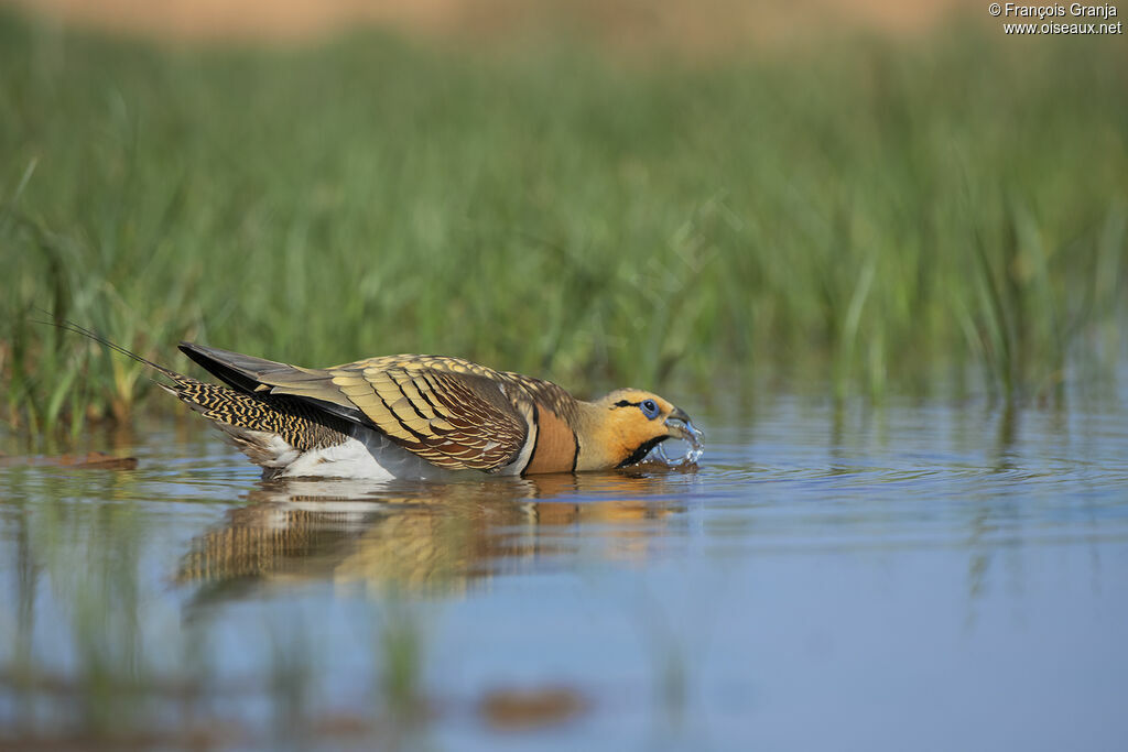 Pin-tailed Sandgrouse male, drinks