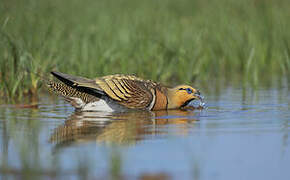 Pin-tailed Sandgrouse