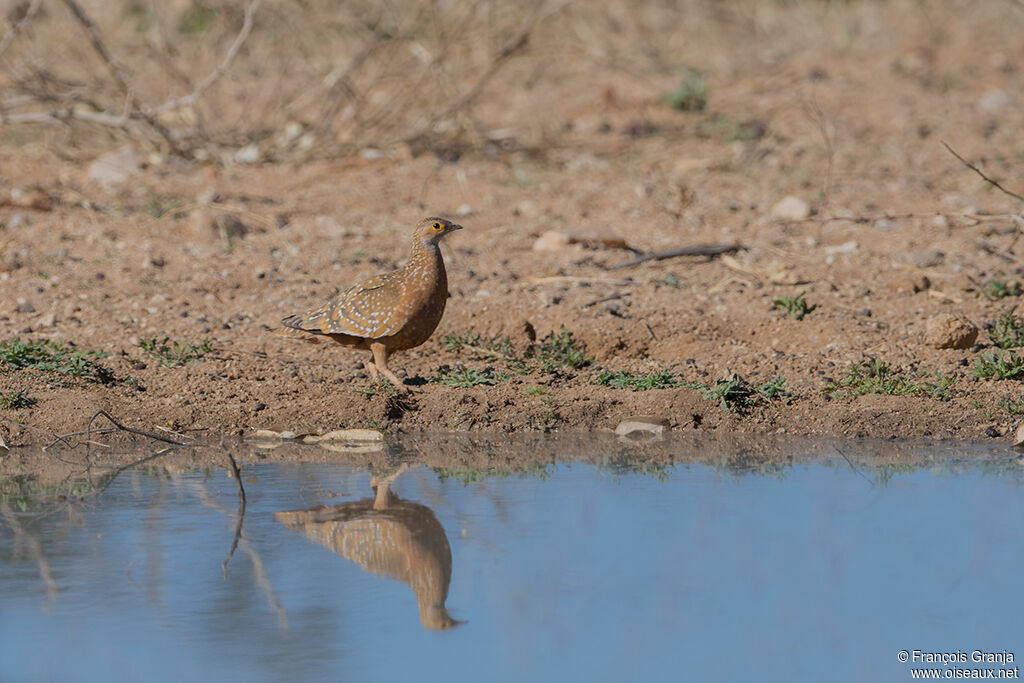 Burchell's Sandgrouse male