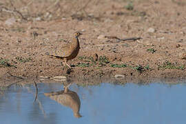 Burchell's Sandgrouse