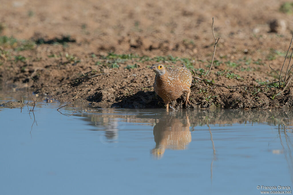 Burchell's Sandgrouse male