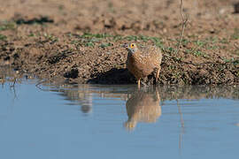 Burchell's Sandgrouse