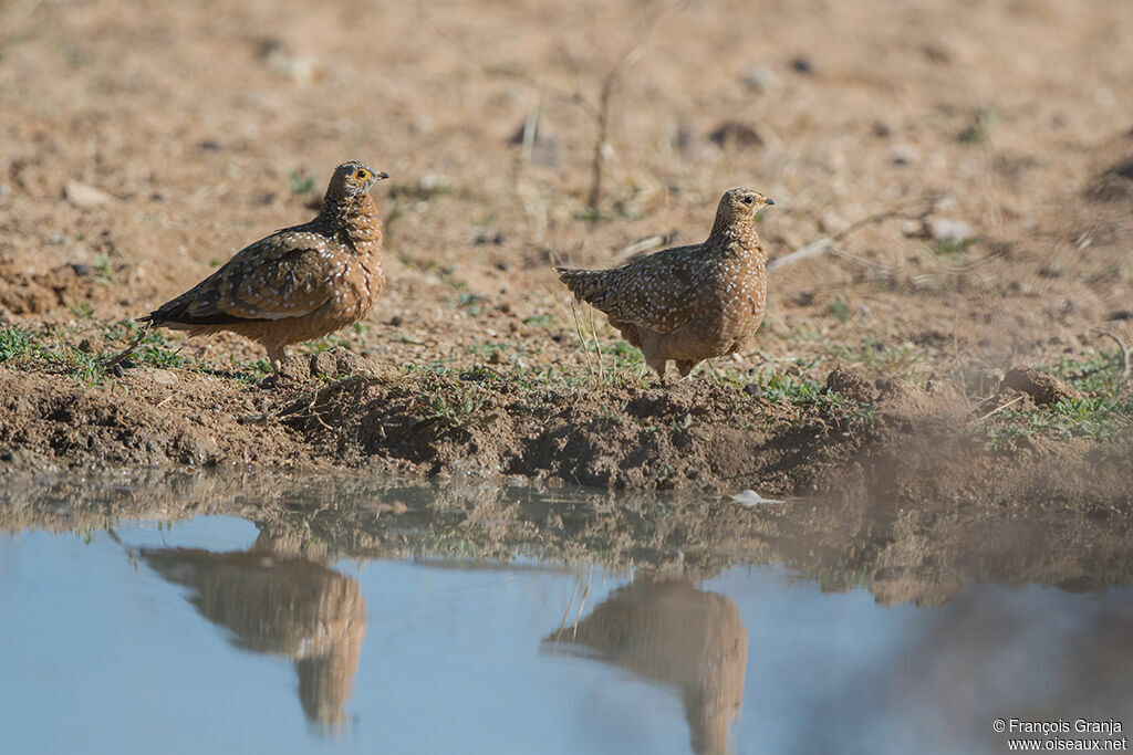 Burchell's Sandgrouseadult