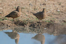 Burchell's Sandgrouse