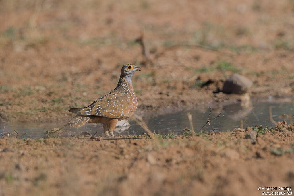 Burchell's Sandgrouse male