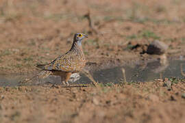 Burchell's Sandgrouse