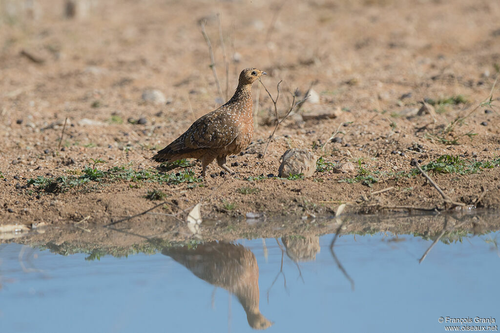 Burchell's Sandgrouse female