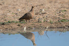 Burchell's Sandgrouse