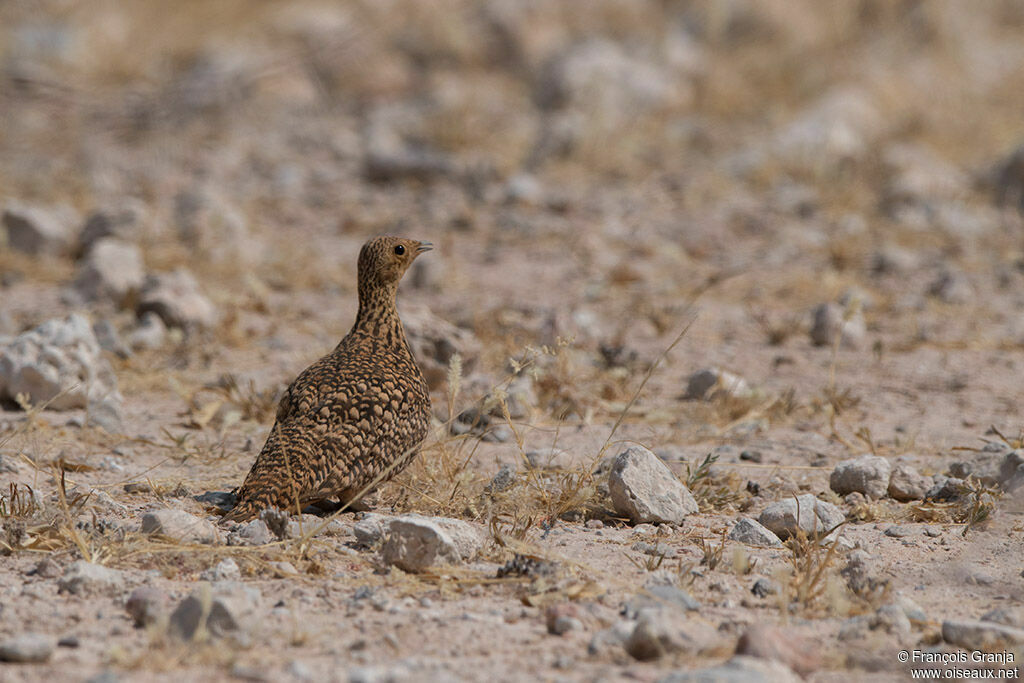 Ganga namaqua femelle