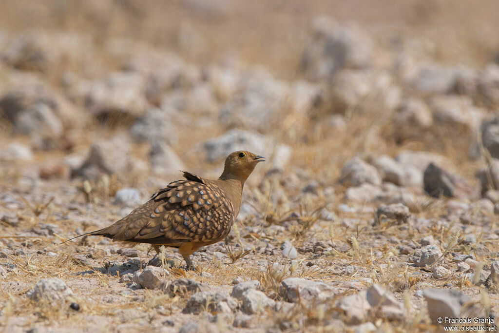 Namaqua Sandgrouse male