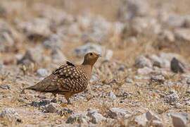 Namaqua Sandgrouse