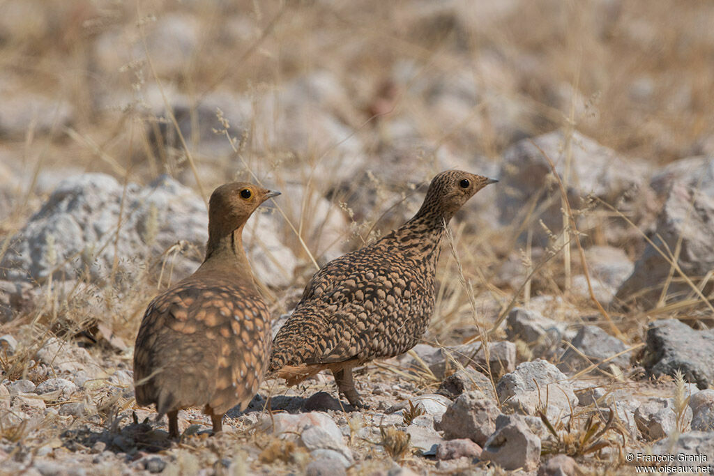 Namaqua Sandgrouseadult