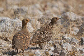 Namaqua Sandgrouse