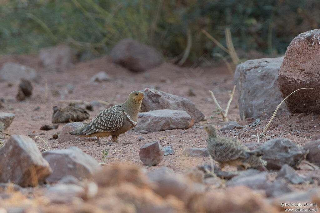 Namaqua Sandgrouse male