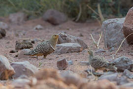 Namaqua Sandgrouse