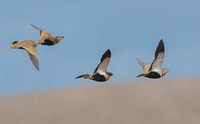 Black-bellied Sandgrouse