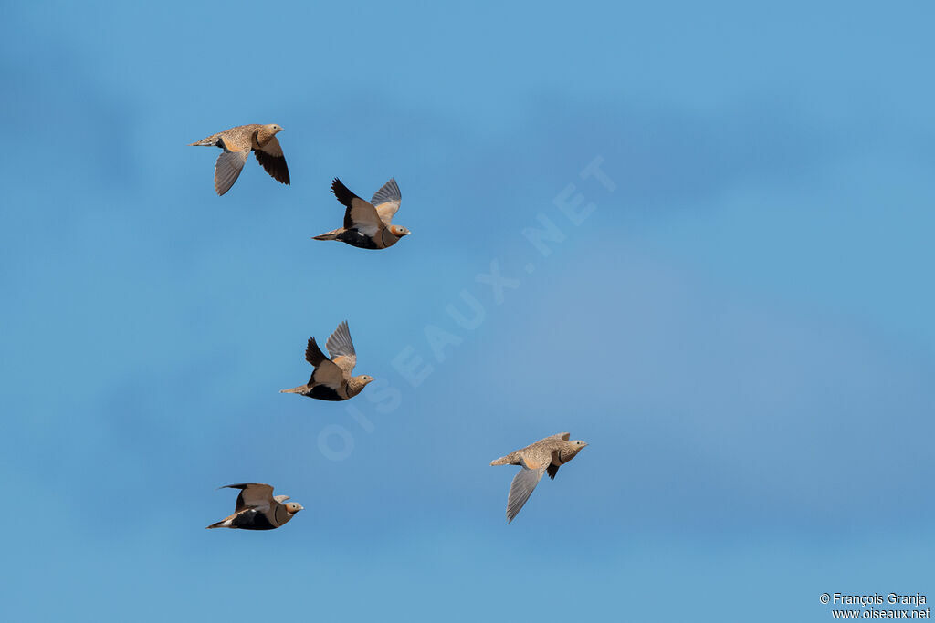 Black-bellied Sandgrouse