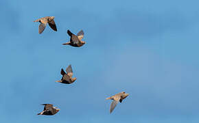 Black-bellied Sandgrouse