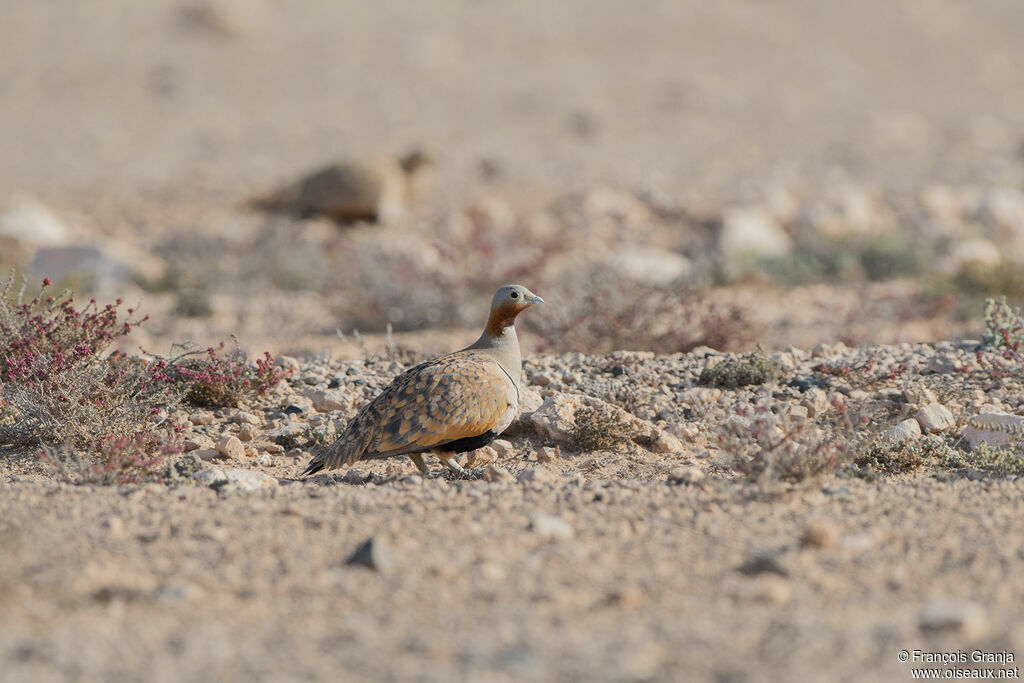 Black-bellied Sandgrouse male