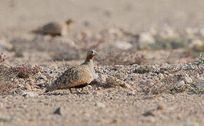 Black-bellied Sandgrouse