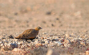 Black-bellied Sandgrouse