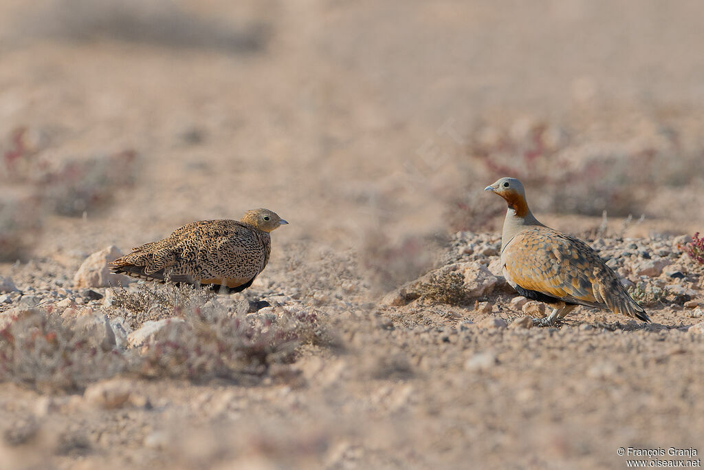 Black-bellied Sandgrouseadult