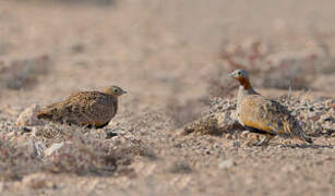 Black-bellied Sandgrouse