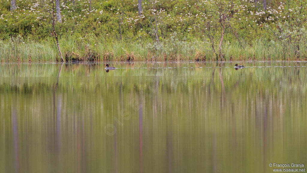 Common Goldeneye