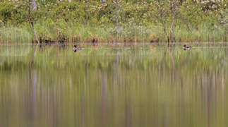 Common Goldeneye