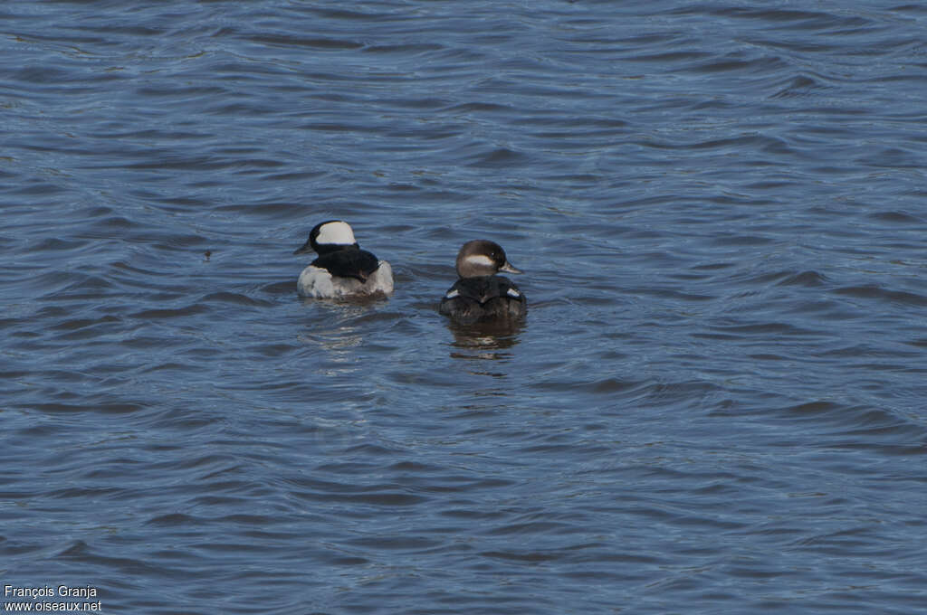 Buffleheadadult breeding