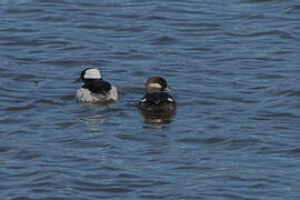 Bufflehead