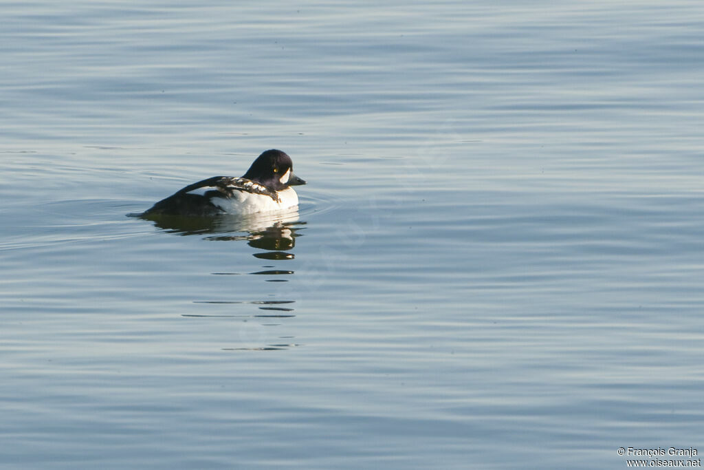 Barrow's Goldeneye