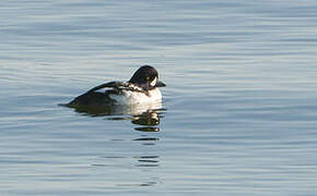 Barrow's Goldeneye