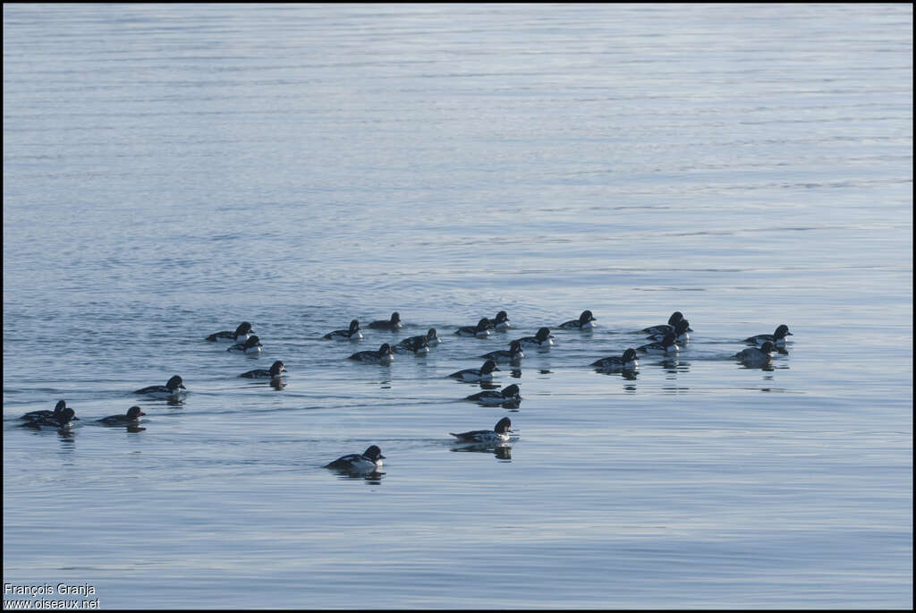 Barrow's Goldeneye, habitat, swimming, fishing/hunting