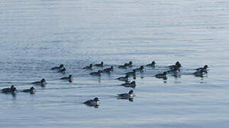 Barrow's Goldeneye