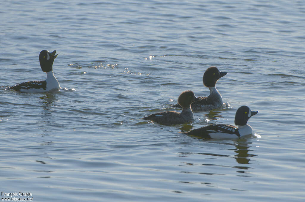 Barrow's Goldeneye male adult, courting display