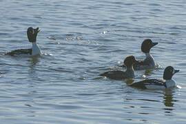 Barrow's Goldeneye