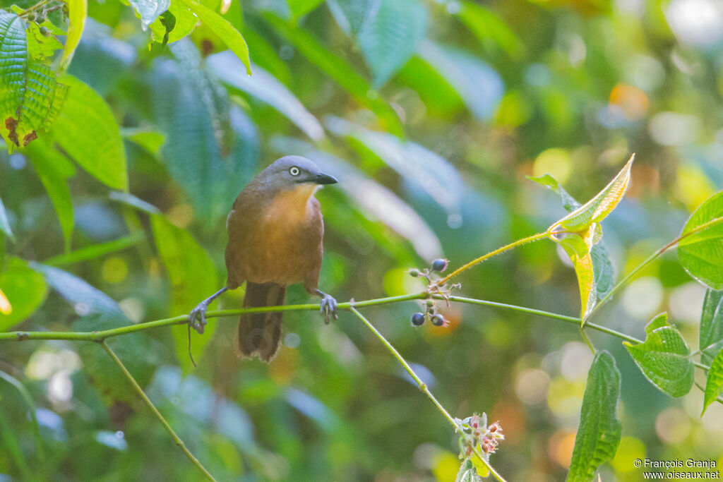 Ashy-headed Laughingthrush