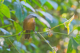 Ashy-headed Laughingthrush