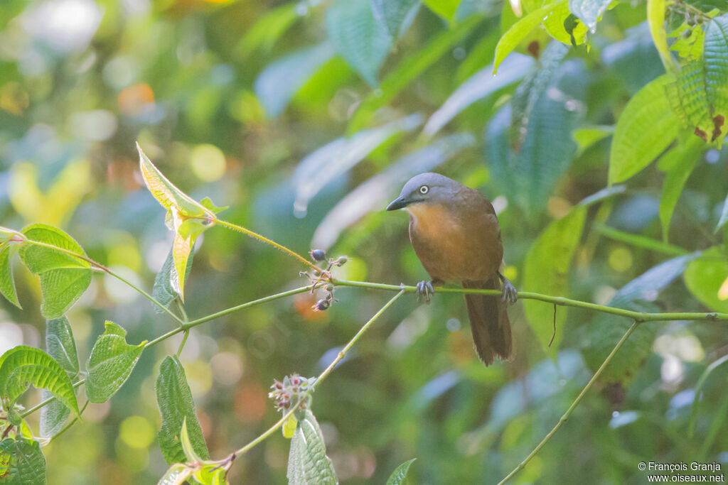 Ashy-headed Laughingthrush