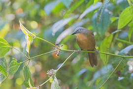 Ashy-headed Laughingthrush