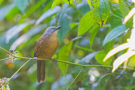 Ashy-headed Laughingthrush