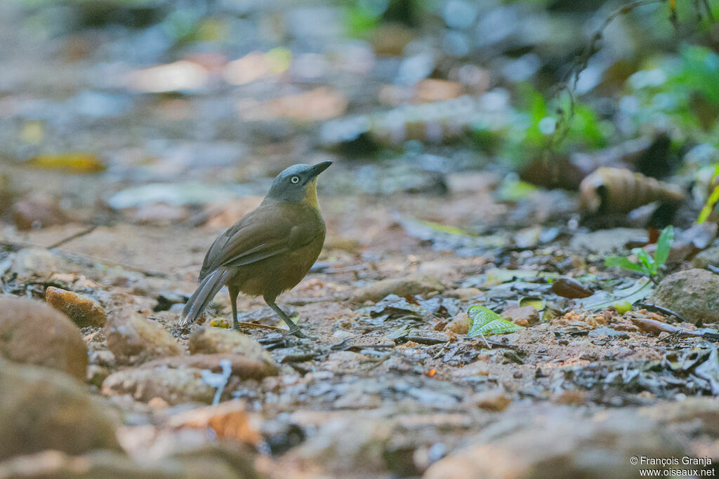 Garrulaxe à tête cendrée