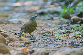 Ashy-headed Laughingthrush