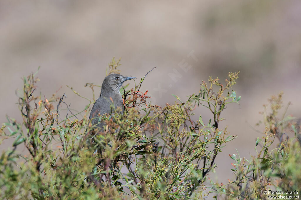 Black-billed Shrike-Tyrant