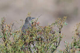 Black-billed Shrike-Tyrant